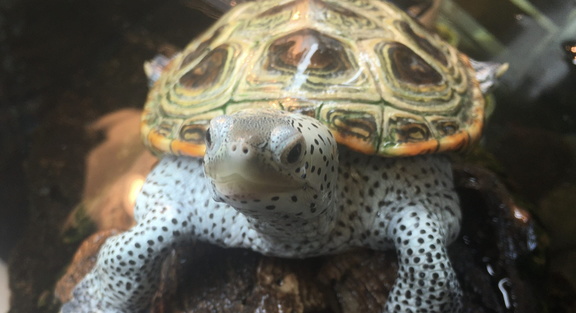 Animal Encounters Turtle Time