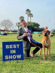 Jack Bradshaw Dog Shows