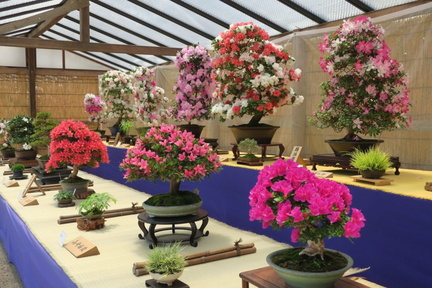 Satsuki Bonsai Exhibition