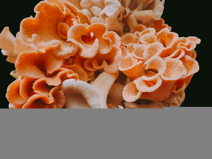 Mycology 101 and 102 Mushroom Growing Basics
