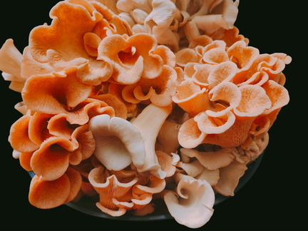 Mycology 101 and 102 Mushroom Growing Basics