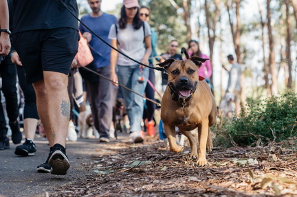 Million Paws Walk – One Last Lap
