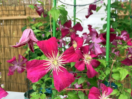 Late-blooming Clematis Exhibition, Hiroshima JP