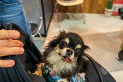 Meriasu Dog Marche, Saitama Jp