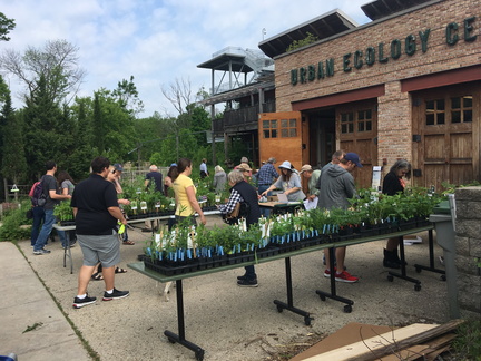 Native Plant Sale
