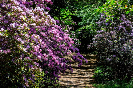 rhododendron-festival