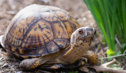 World Tutle Day - Leigh Farm Park