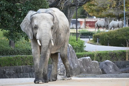 Asa Zoo Spring Festival