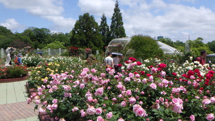 Rose Festival Hiroshima Botanical Garden