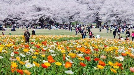 Flower Fest Showa Botanical Garden