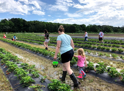 Strawberry Days - Historic Greenbrier Farms