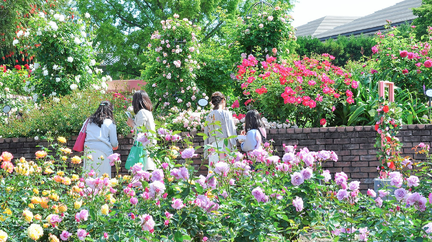70th Rose Festival Hirakata Park