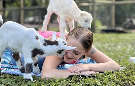 Goat Yoga