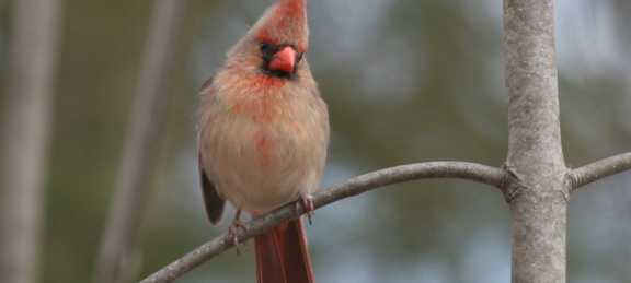 Birding with the Expert