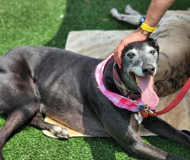 6th Annual Paws On The Patio