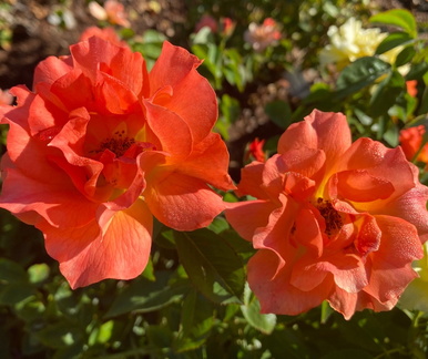 Rose Day and Show