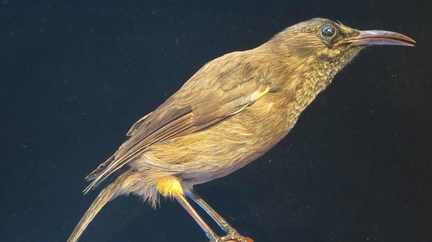 Bird a love song featuring kaua’i’ō’ō bird
