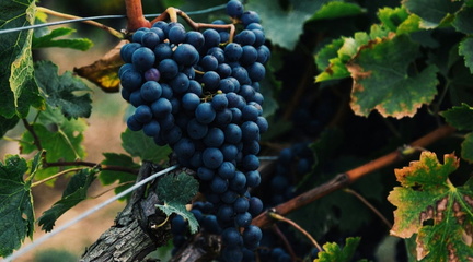 Fruits & Roots Wine