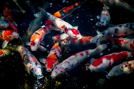 Spring Koi Spectacular