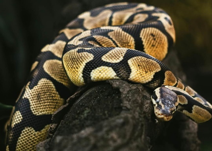 Creature Features - Yellow Belly Ball Python