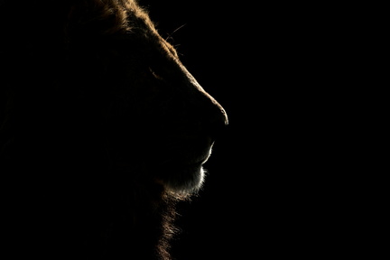 NOT APPROVED Lion King