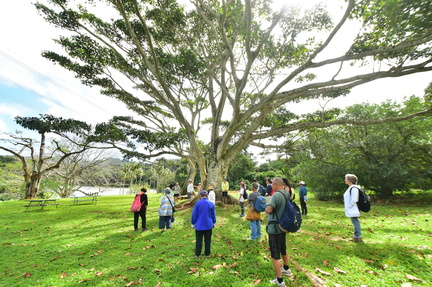 Forest Bathing at Moanalua Gardens