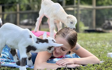 Goat Yoga