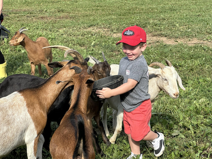 Blackacre Farm Animal Feeding
