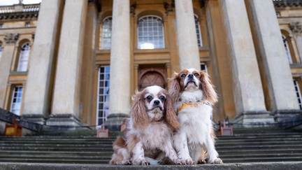 Dogs in May 2025 at Blenheim Palace