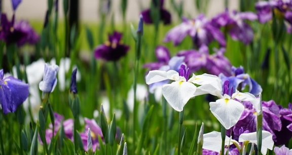 Katsushika Iris Festival