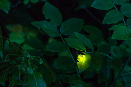 Adachi Firefly Night