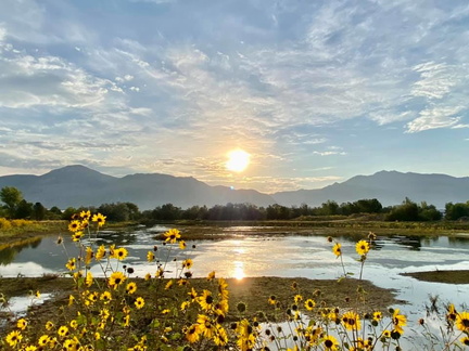 Wild Wednesday: Summer Solstice Celebration