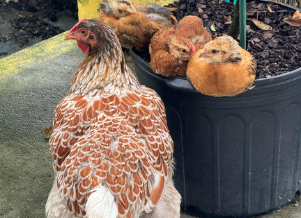 Chicken Swap