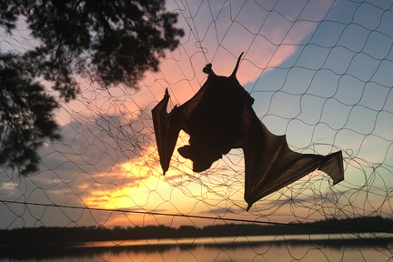 Fun Friday - Backyard Bats