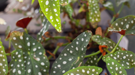 Begonia Terrariums- Next Steps