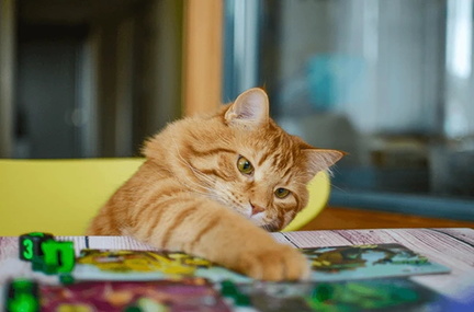 board game with cat.v1