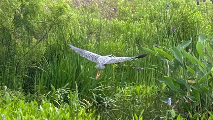 Birding 101 - Houston Botanic Garden