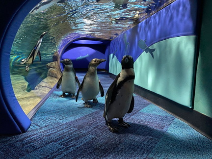 Ripley's Pancakes and Penguins