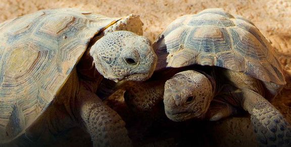 Conservation for Kids Endangered Plants &amp; Animals