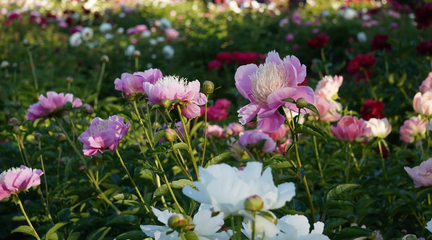 Dining Al Fresco  Peonies In Bloom