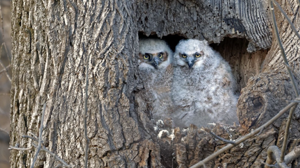 Family Owl Prowl Houston