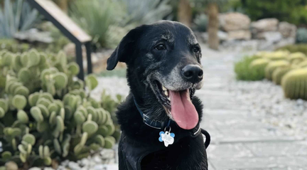 Houston Botanic Garden Dog Days