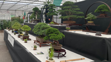 Staffs-bonsai