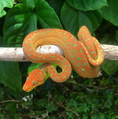 Reptilian Nation Expo Atlanta