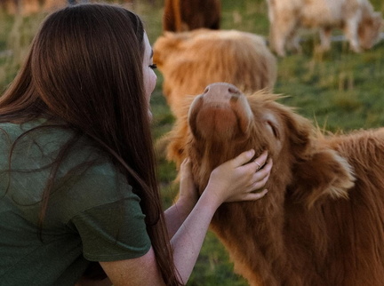 Cow Cuddles - Summer 2025
