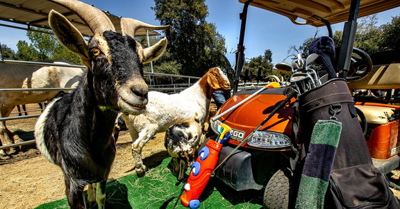 Golfing Fore Goats 2025