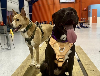 Puppies' Night Out Oklahoma
