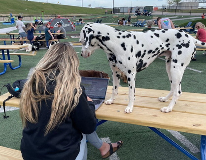 Puppies' Night Out Oklahoma
