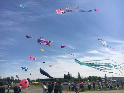 Kite Fest