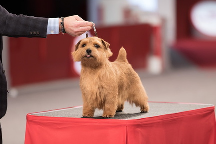 AKC All Breed Dog Show.v1 (1)